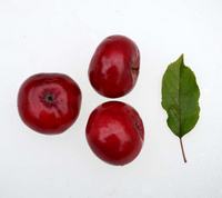 Aldenham Purple, æble med rødt frugtkød